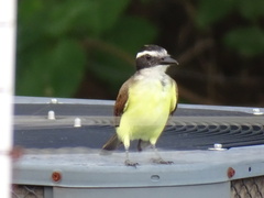 Pitangus sulphuratus