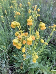 Senecio bigelovii