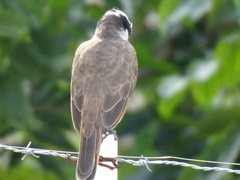 Pitangus sulphuratus