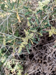 Chenopodium nitrariaceum
