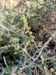 Chenopodium nitrariaceum