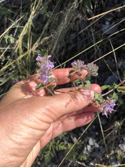 Ziziphora clinopodioides