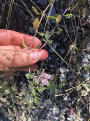 Ziziphora clinopodioides