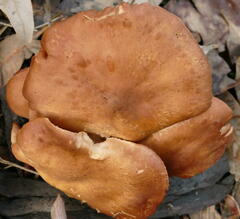 Rhodocybe lateritia