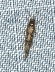 Agraylea multipunctata