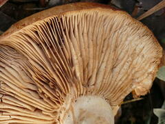 Rhodocybe lateritia