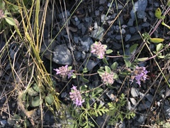 Ziziphora clinopodioides