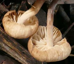Deconica crobula