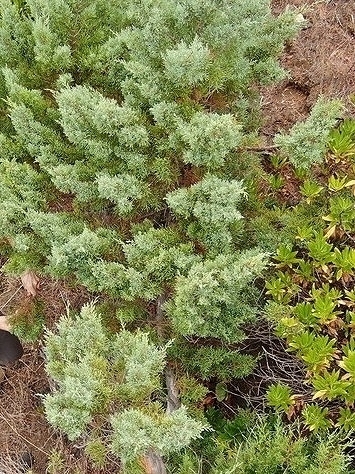 Juniperus image