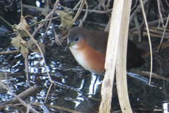 Laterallus melanophaius