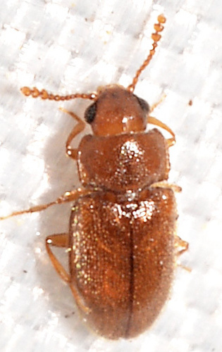 Cryptophilus integer, 2022-07-13