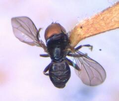 Tomosvaryella lynchi