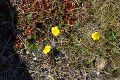 Potentilla hyparctica