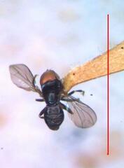 Tomosvaryella lynchi