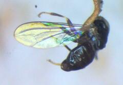 Tomosvaryella lynchi