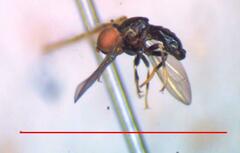 Tomosvaryella lynchi