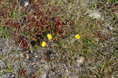 Potentilla hyparctica
