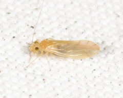 Xanthocaecilius quillayute