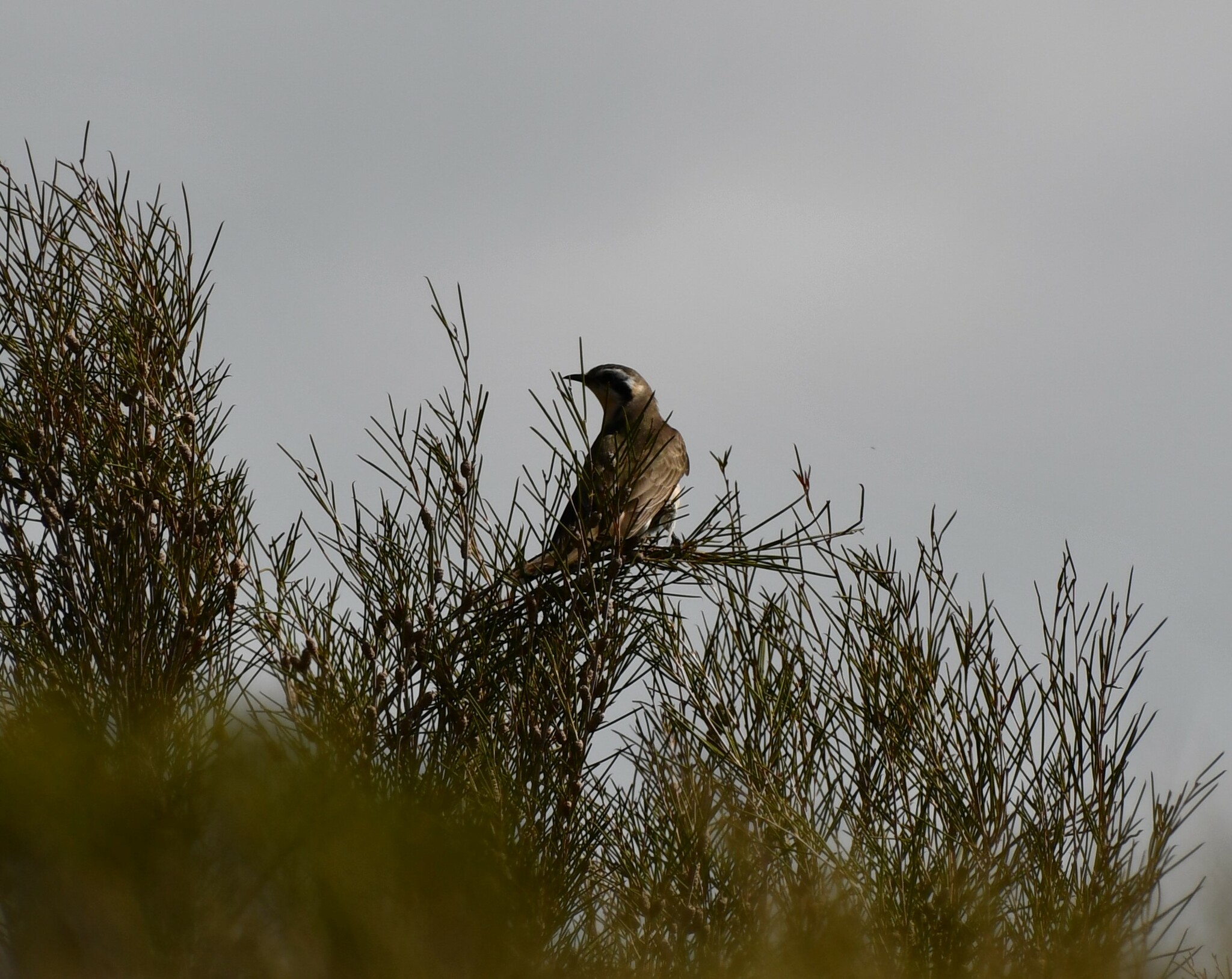 Black-eared Cuckoo illustration