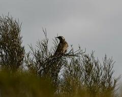 Chrysococcyx osculans