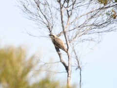 Chrysococcyx osculans