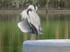 Ardea cinerea