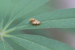 Walterianella durangoensis