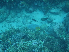 Forcipiger