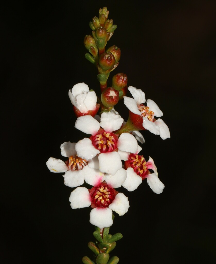 Baeckea robusta