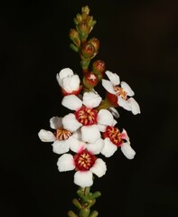 Baeckea robusta