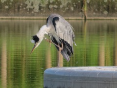 Ardea cinerea