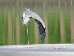 Ardea cinerea
