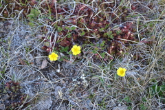 Potentilla hyparctica