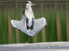 Ardea cinerea