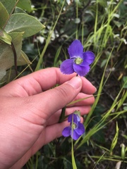Gentianopsis detonsa