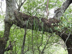 Disocactus speciosus