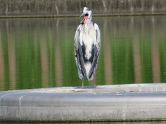 Ardea cinerea