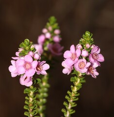 Thryptomene denticulata