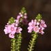 Chamelaucieae - Photo (c) robert davis, some rights reserved (CC BY-NC), uploaded by robert davis