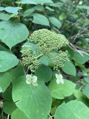 Hydrangea cinerea