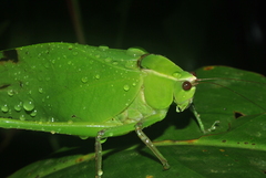 Stilpnochlora quadrata