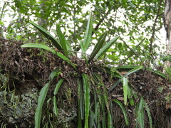 Disocactus speciosus