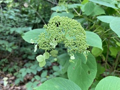 Hydrangea cinerea