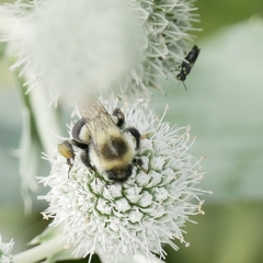 Bombus impatiens