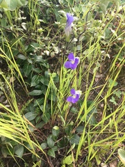 Gentianopsis detonsa