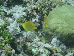 Forcipiger longirostris