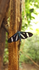 Mydromera notochloris