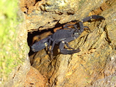Tityus obscurus