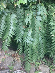 Polygonatum sibiricum