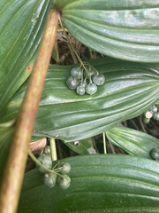 Polygonatum sibiricum